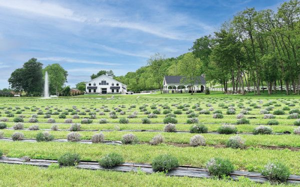 Image file WhiteBarn-BloomsLavendarFarm_5A650C32-DA1F-CA15-B421B02DFE8DEB8B-5a650b1a0ac695f_5a65120d-b85f-0ca8-2e06055cad2aede4.jpg