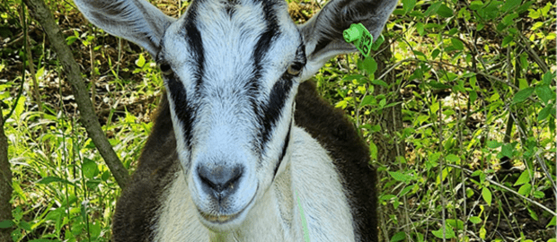 Goats