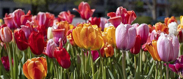 Tulips Oxford Ohio
