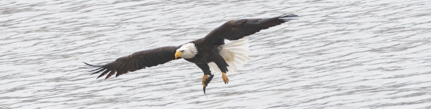 Bald Eagle Great Miami River