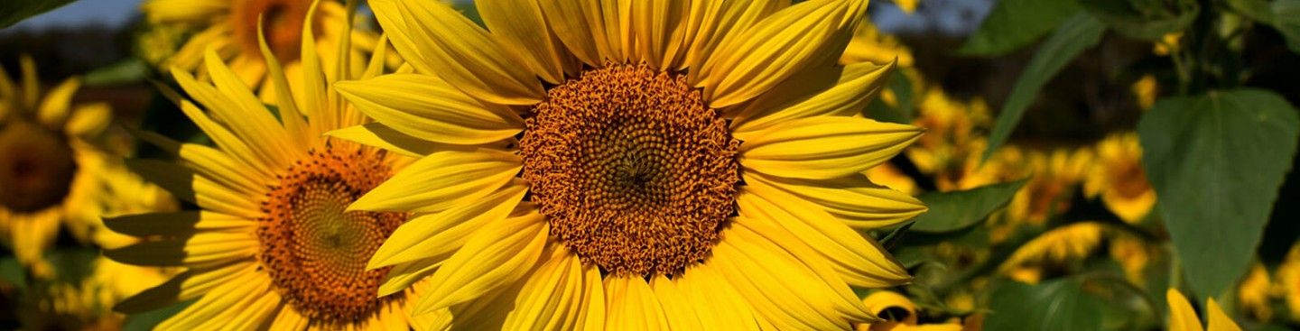 Sunflowers at Burwinkel Farms