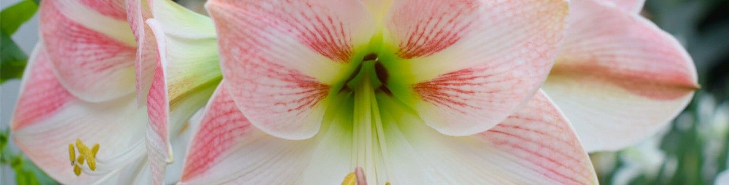 Flowers at Miami Hamilton Conservatory