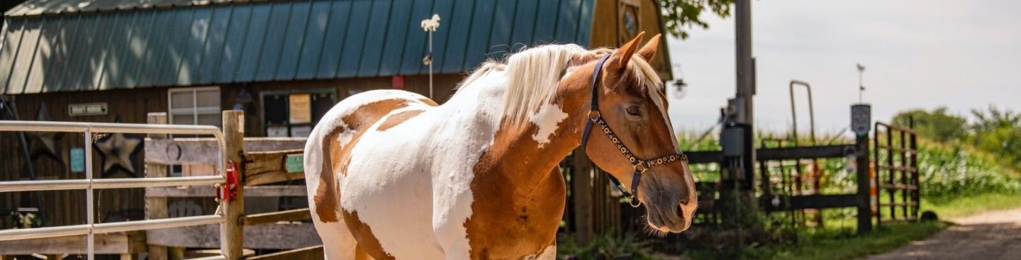 Dutchess, Nation Road Horse Farm