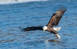 Bald Eagle Catching Fish