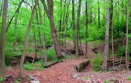 Bull's Run Arboretum, Middletown Ohio