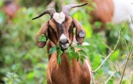 Goats on the Go, MetroParks of Butler County