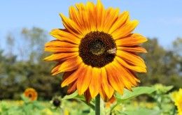 Sunflower Field, Burwinkel Farm Ohio