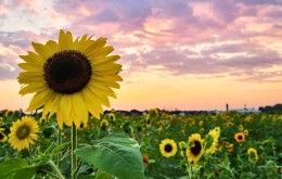 Sunflower Field at Niederman Family Farm, Liberty Township Ohio