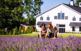 White Barn & Blooms Lavender Farm, Ross Ohio