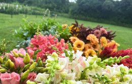 Knebel's Flower Farm, Ross Ohio