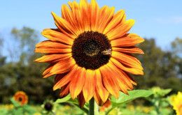 Sunflower Field at Burwinkel Farms