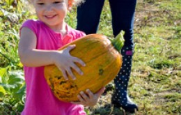 Image file pumpkinpatch.jpg