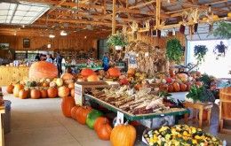 Image file Butterfield-Farm-Market-Pumpkins2-1f96c0935056a36_1f96c24d-5056-a36a-0976e0279742aafc.jpg