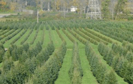 Image file John-T-Nieman-Nursery_fb1182d6-5056-a36a-0922a511a9d1ec36.png