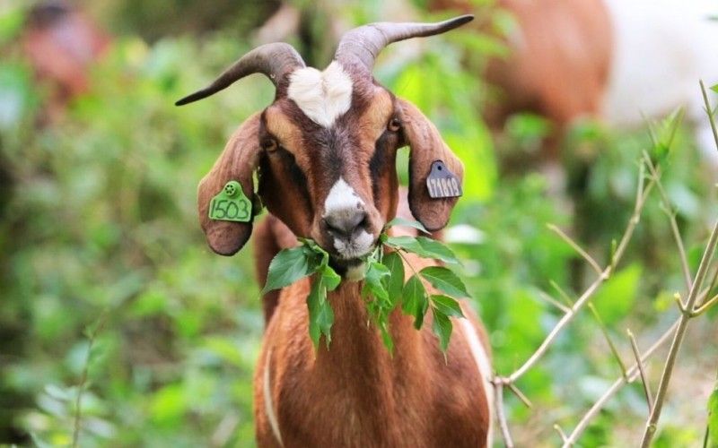 Goats on the Go, MetroParks of Butler County