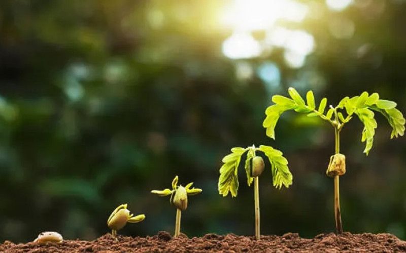 Arbor Day Celebration