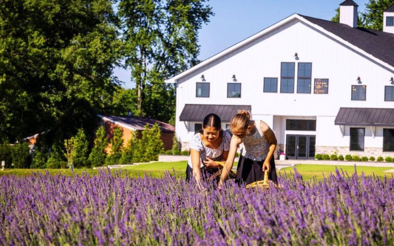 White Barn & Blooms Lavender Farm, Ross Ohio