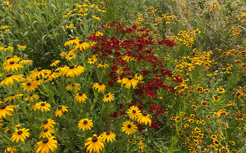 Pollinator Fest