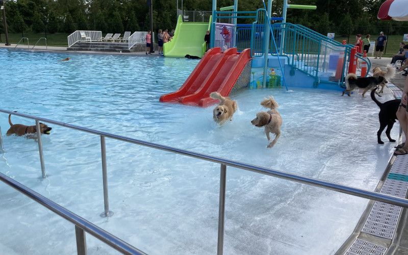 Doggie Dip Night