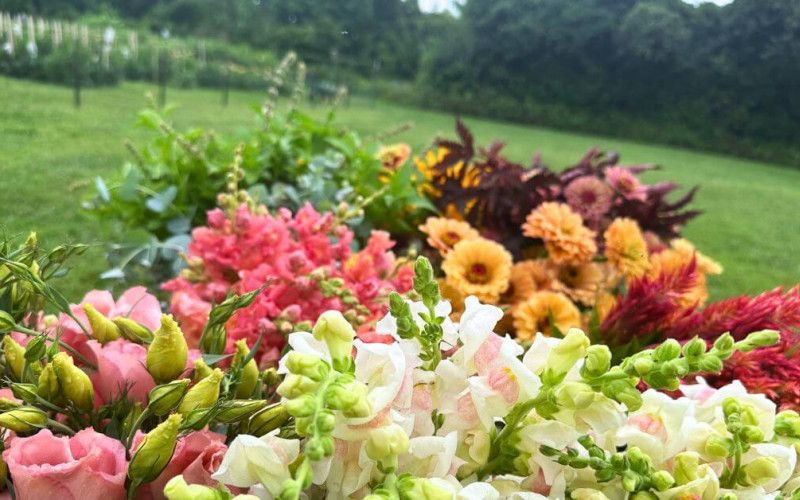 Knebel's Flower Farm, Ross Ohio