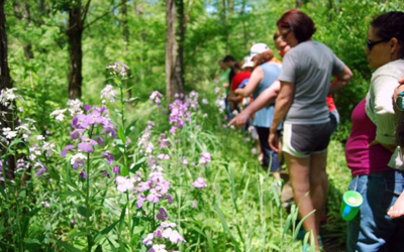 Wildflower Walk Oxford, Ohio