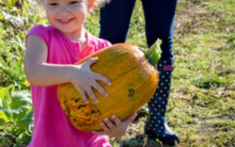 Image file pumpkinpatch.jpg