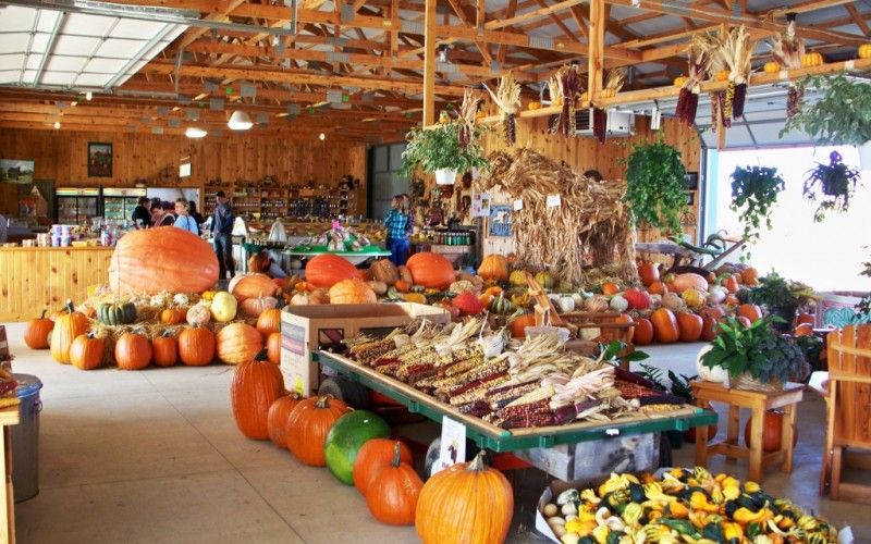Image file Butterfield-Farm-Market-Pumpkins2-1f96c0935056a36_1f96c24d-5056-a36a-0976e0279742aafc.jpg