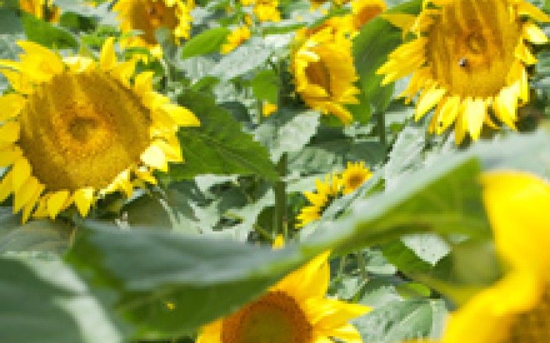 Image file sunflowerunfeature.jpg