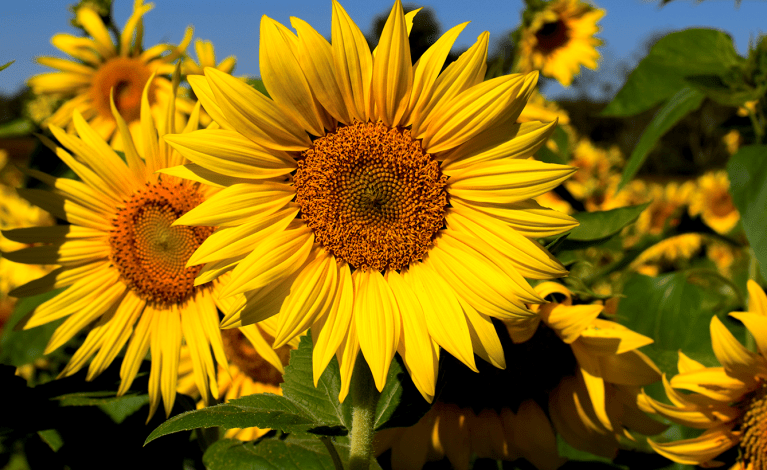 Burwinkel Farms Sunflower Field