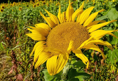 Sunflower