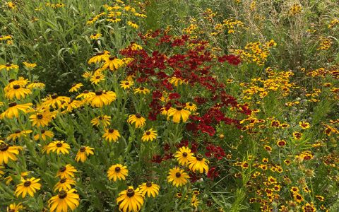 Pollinator Fest