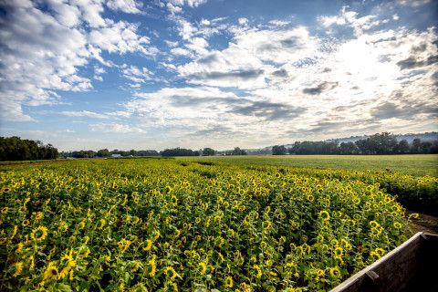 Sunflower Hayride