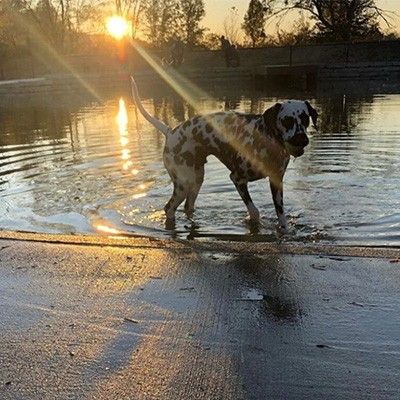 FurField Dog Park in Fairfield