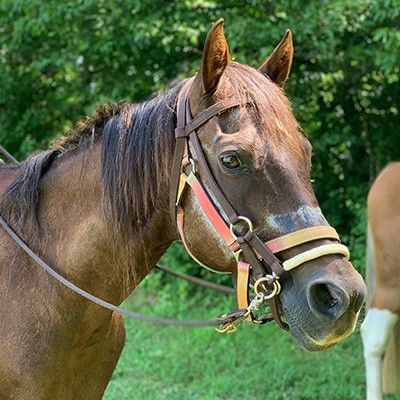 Nation Road Horse Rental