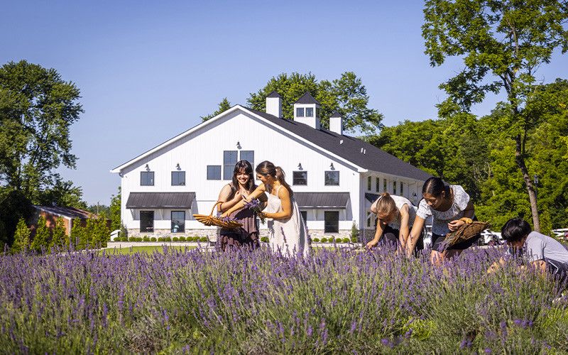 White Barn & Blooms